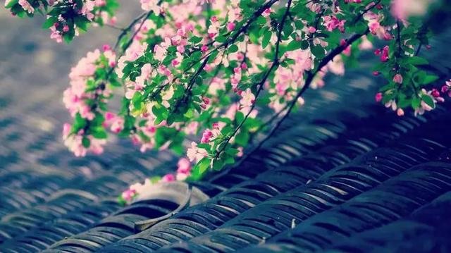 海棠旧事-3.jpg