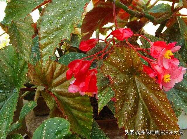 竹节海棠扦插繁殖，做好三个“选择”，生根快速，成活率高-1.jpg