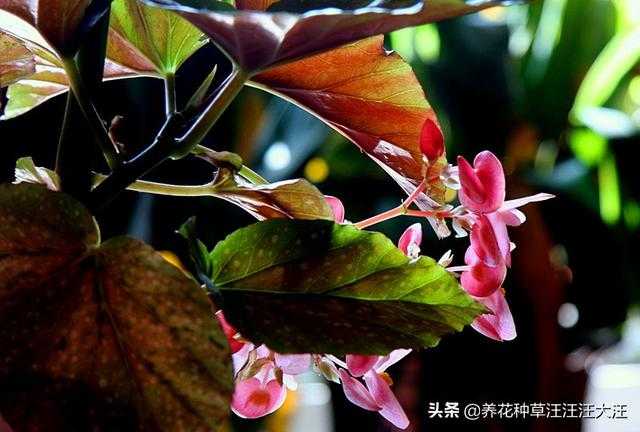 竹节海棠扦插繁殖，做好三个“选择”，生根快速，成活率高-3.jpg