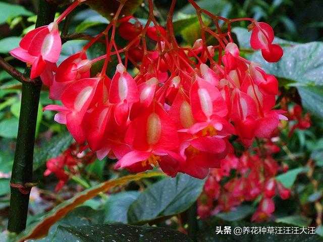 竹节海棠扦插繁殖，做好三个“选择”，生根快速，成活率高-2.jpg