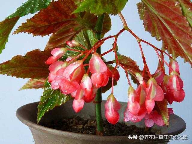 竹节海棠扦插繁殖，做好三个“选择”，生根快速，成活率高-5.jpg