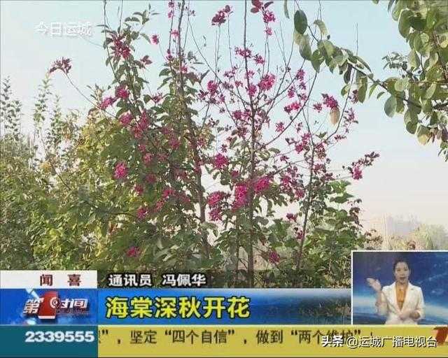 这里的海棠深秋盛开-1.jpg