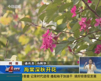 这里的海棠深秋盛开-2.jpg