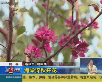 这里的海棠深秋盛开-5.jpg