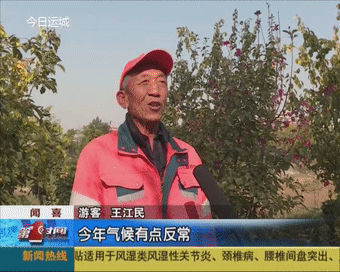 这里的海棠深秋盛开-4.jpg