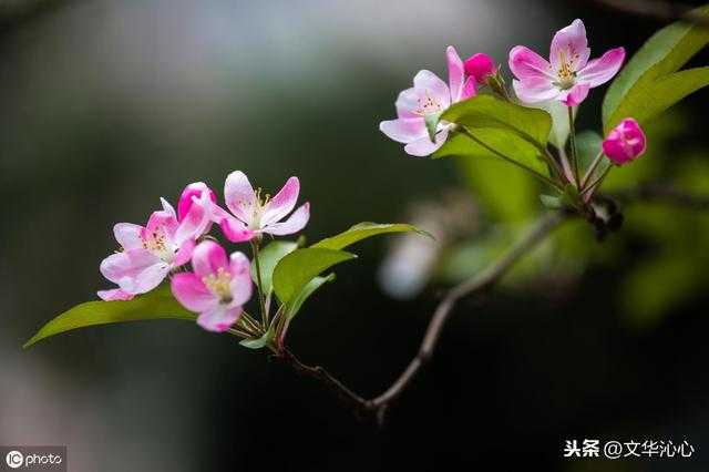 高手来对联，上联求下联！上联：去季海棠锁竹楼，花前卿舞袖-1.jpg
