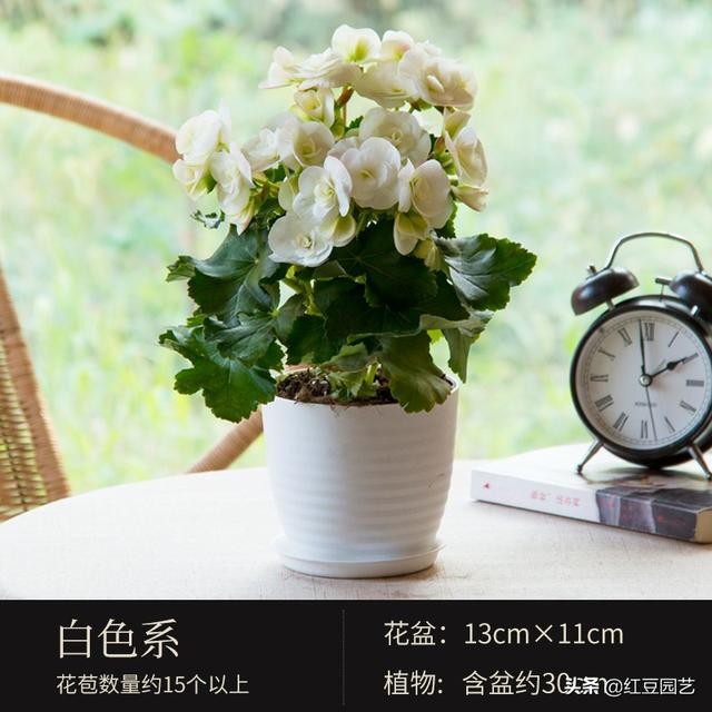 丽格海棠和仙客来美的不像话，这个双十一怎能不拥有她？-1.jpg