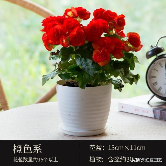 丽格海棠和仙客来美的不像话，这个双十一怎能不拥有她？-2.jpg