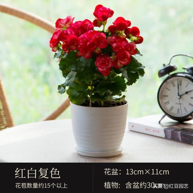 丽格海棠和仙客来美的不像话，这个双十一怎能不拥有她？-3.jpg