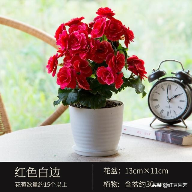 丽格海棠和仙客来美的不像话，这个双十一怎能不拥有她？-4.jpg
