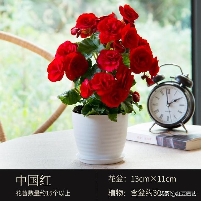 丽格海棠和仙客来美的不像话，这个双十一怎能不拥有她？-5.jpg