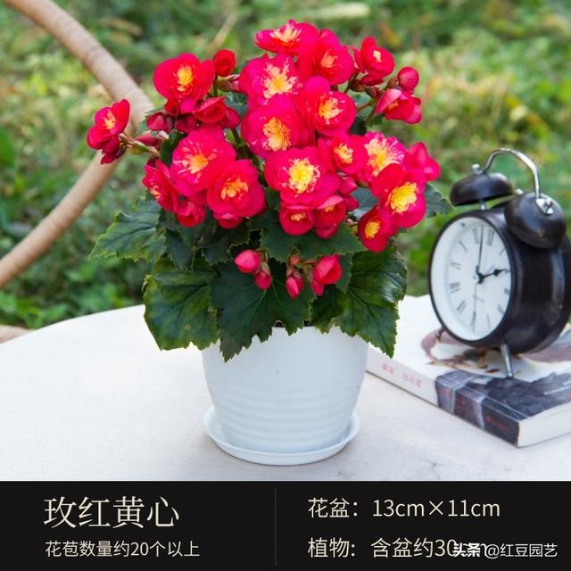 丽格海棠和仙客来美的不像话，这个双十一怎能不拥有她？-8.jpg