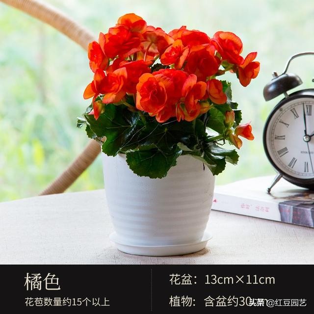 丽格海棠和仙客来美的不像话，这个双十一怎能不拥有她？-7.jpg