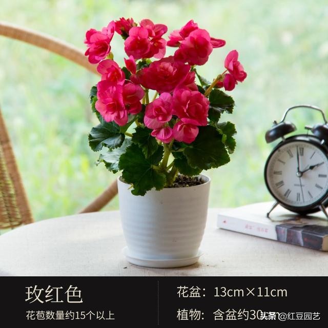 丽格海棠和仙客来美的不像话，这个双十一怎能不拥有她？-9.jpg