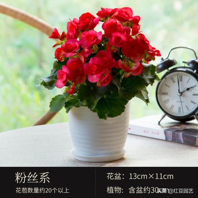 丽格海棠和仙客来美的不像话，这个双十一怎能不拥有她？-10.jpg