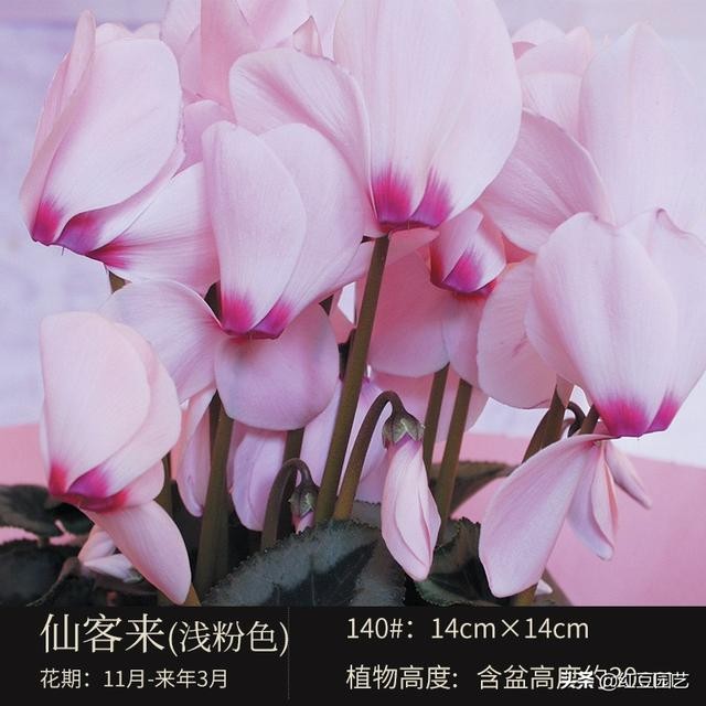 丽格海棠和仙客来美的不像话，这个双十一怎能不拥有她？-11.jpg