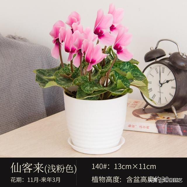 丽格海棠和仙客来美的不像话，这个双十一怎能不拥有她？-12.jpg