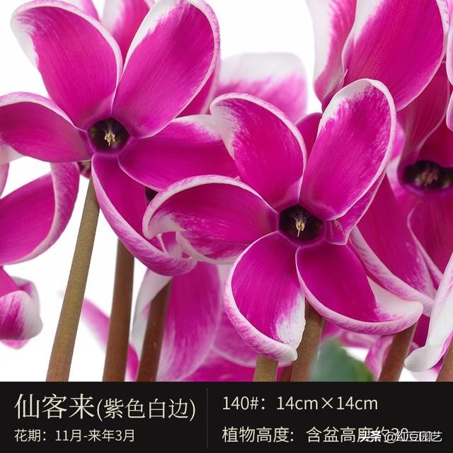 丽格海棠和仙客来美的不像话，这个双十一怎能不拥有她？-13.jpg