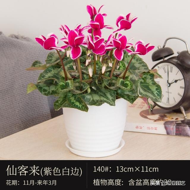 丽格海棠和仙客来美的不像话，这个双十一怎能不拥有她？-14.jpg