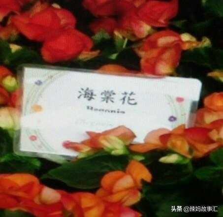 七绝：咏海棠-1.jpg