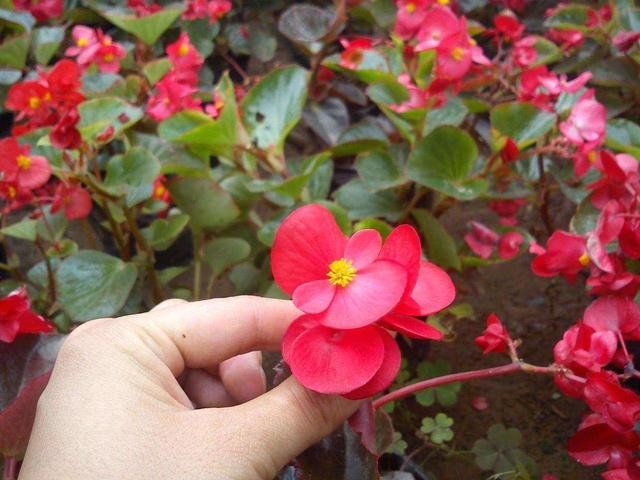一个枝头一朵花，四季海棠整年都是花期，繁花丛生养护简单-2.jpg