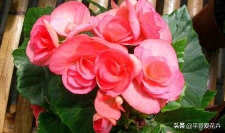 想要四季海棠开花不断？教你“4个”小技巧，枝繁叶茂、开花旺-1.jpg