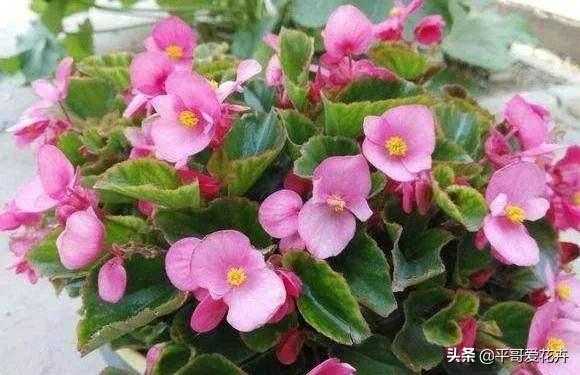 想要四季海棠开花不断？教你“4个”小技巧，枝繁叶茂、开花旺-3.jpg