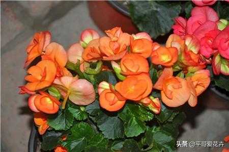 想要四季海棠开花不断？教你“4个”小技巧，枝繁叶茂、开花旺-2.jpg