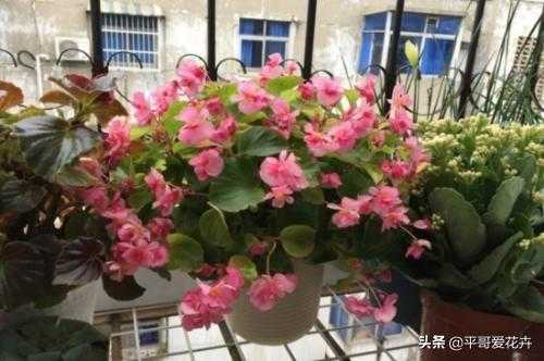 想要四季海棠开花不断？教你“4个”小技巧，枝繁叶茂、开花旺-6.jpg