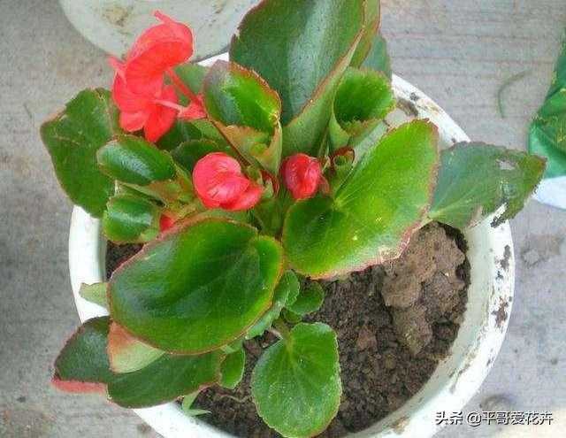 想要四季海棠开花不断？教你“4个”小技巧，枝繁叶茂、开花旺-5.jpg