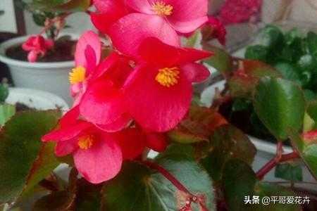 想要四季海棠开花不断？教你“4个”小技巧，枝繁叶茂、开花旺-7.jpg