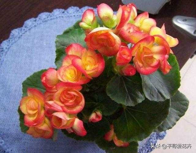 想要四季海棠开花不断？教你“4个”小技巧，枝繁叶茂、开花旺-4.jpg