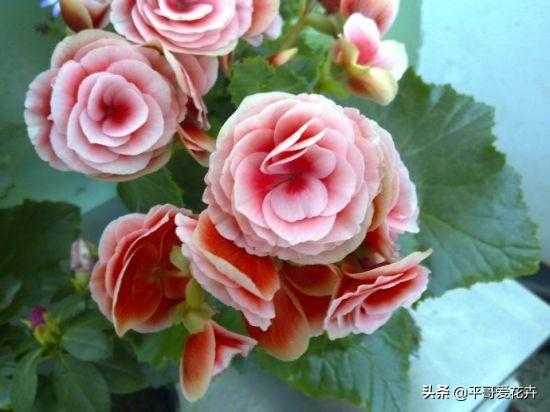 想要四季海棠开花不断？教你“4个”小技巧，枝繁叶茂、开花旺-8.jpg