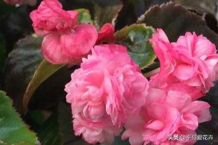 想要四季海棠开花不断？教你“4个”小技巧，枝繁叶茂、开花旺-9.jpg
