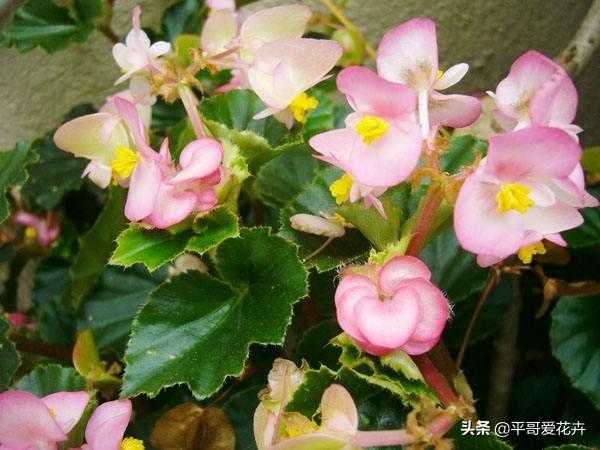 想要四季海棠开花不断？教你“4个”小技巧，枝繁叶茂、开花旺-10.jpg