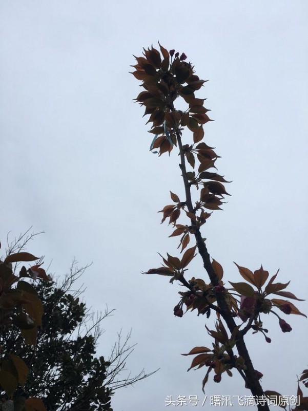 海棠/七绝-2.jpg