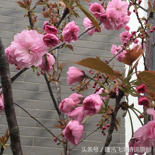 海棠/七绝-1.jpg