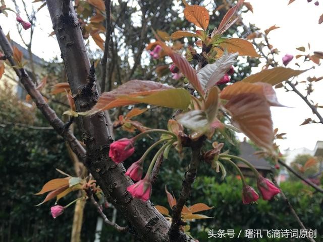 海棠/七绝-4.jpg