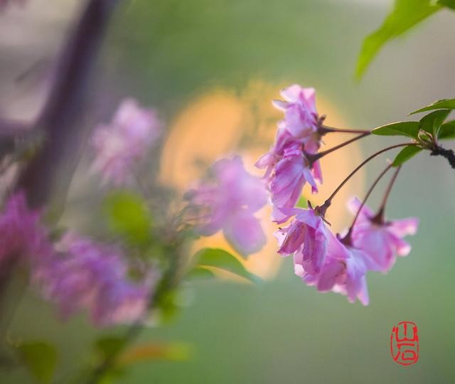 梦幻的海棠-2.jpg