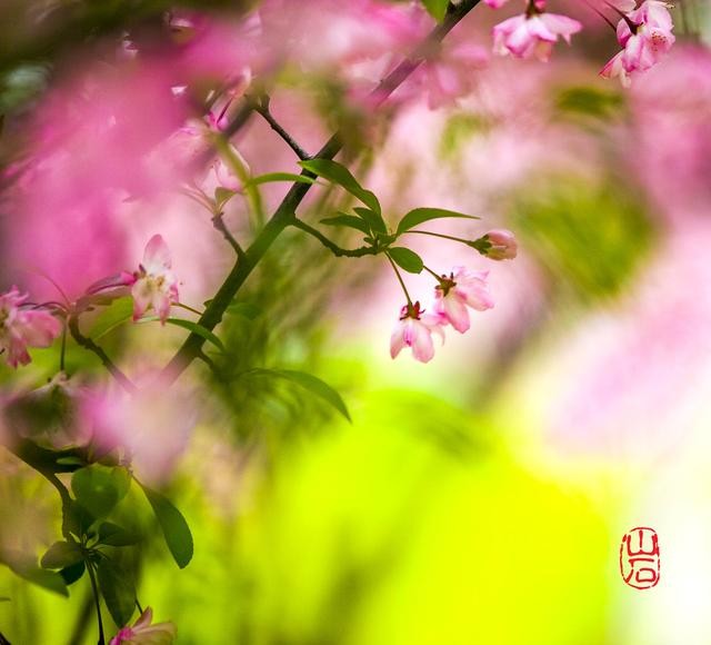 梦幻的海棠-3.jpg