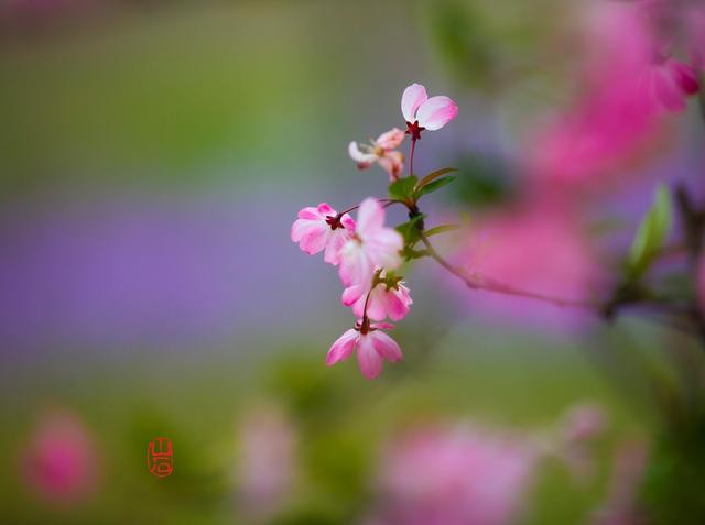 梦幻的海棠-6.jpg