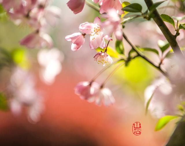 梦幻的海棠-8.jpg