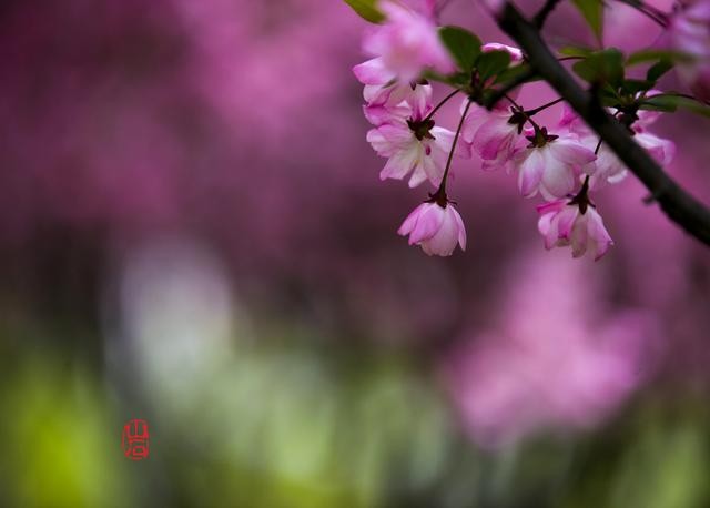 梦幻的海棠-9.jpg