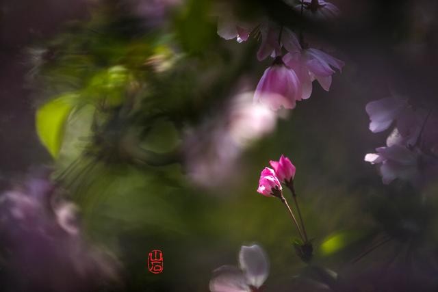梦幻的海棠-13.jpg