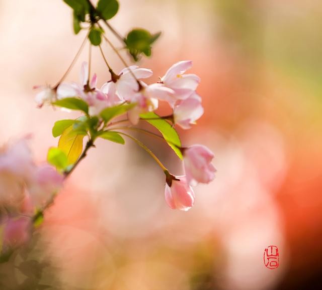 梦幻的海棠-14.jpg