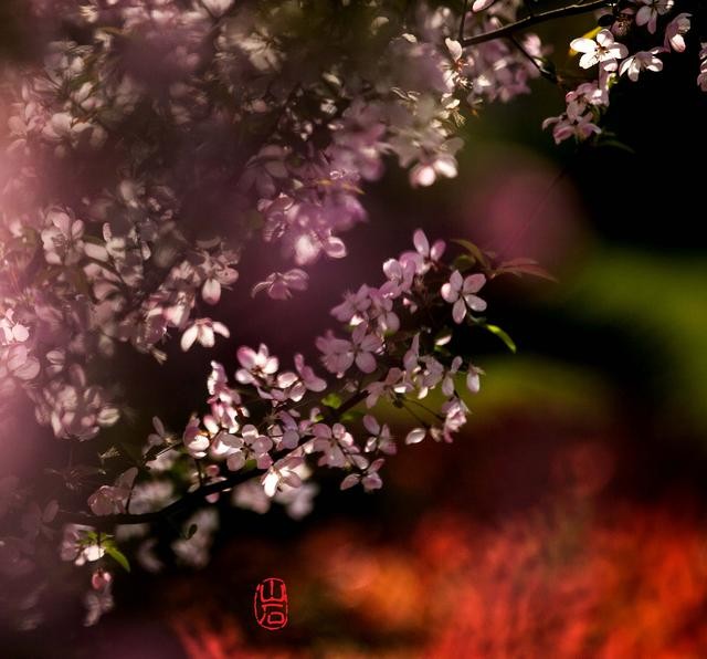 梦幻的海棠-18.jpg