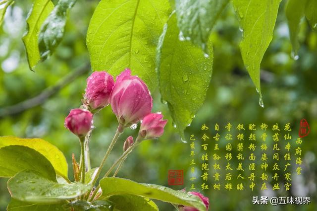 七律 西府海棠-1.jpg