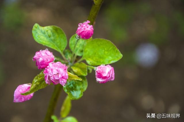 七律 西府海棠-8.jpg