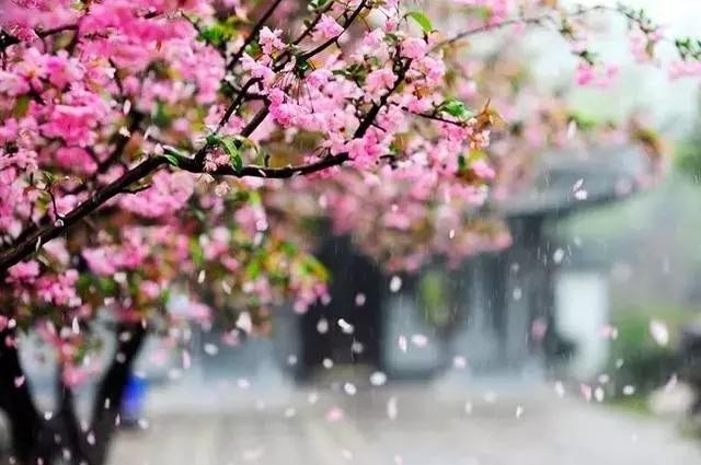 董少玉《海棠》-9.jpg