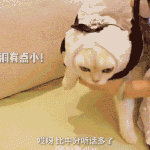 8faf3cccgy1fualqmej36g20g8091b2c.gif